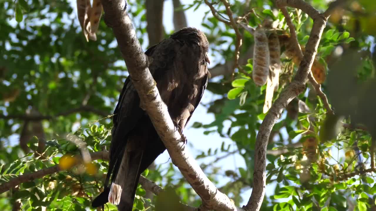 Bird resting in a tree