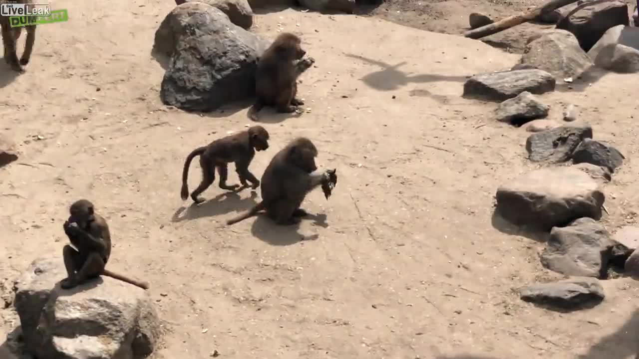 Monkey Eats Ducklings Unbelievable