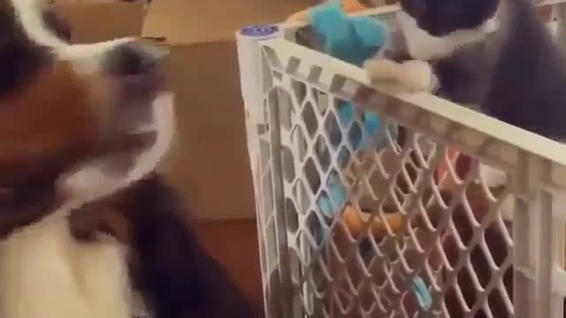 Hey,boxing now?