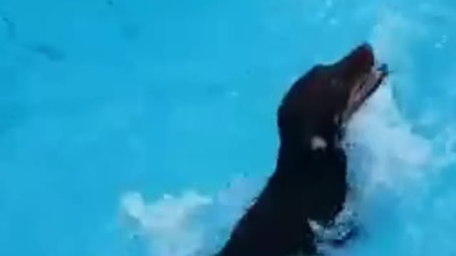 Funny dog ​​swimming