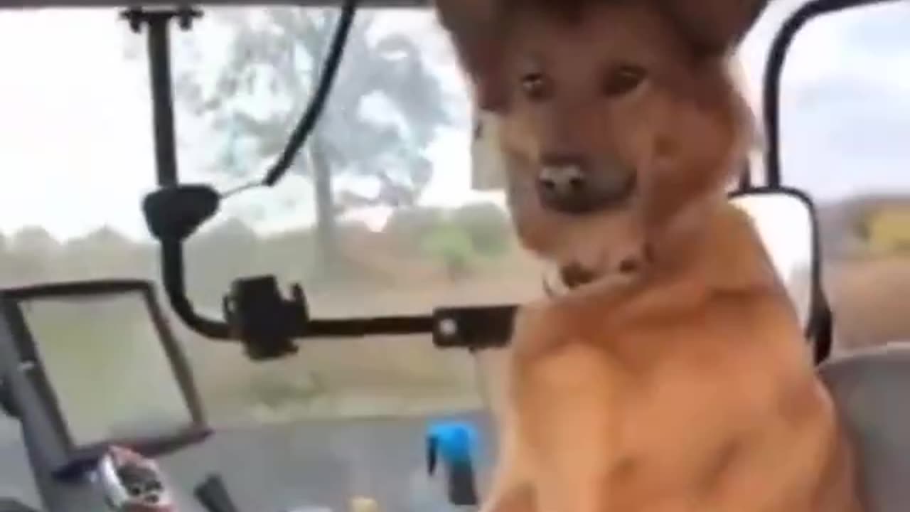 Dog is driving