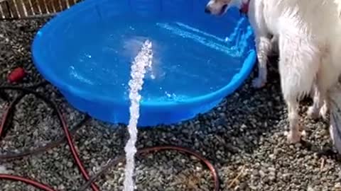 puppy discovering water🐕