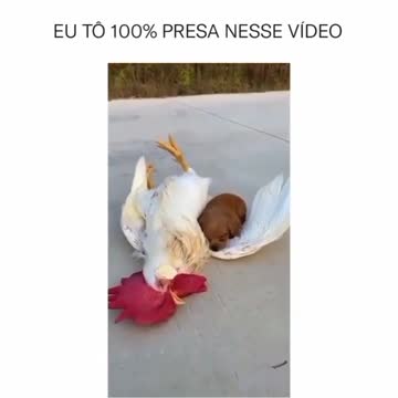 Não tem como não se apaixonar! ❤️🐩🐔🐓