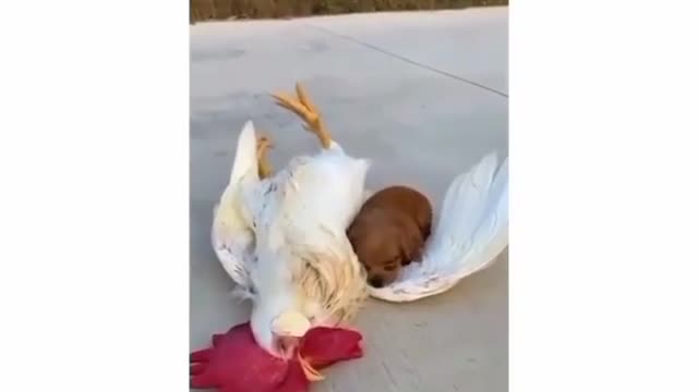 Não tem como não se apaixonar! ❤️🐩🐔🐓