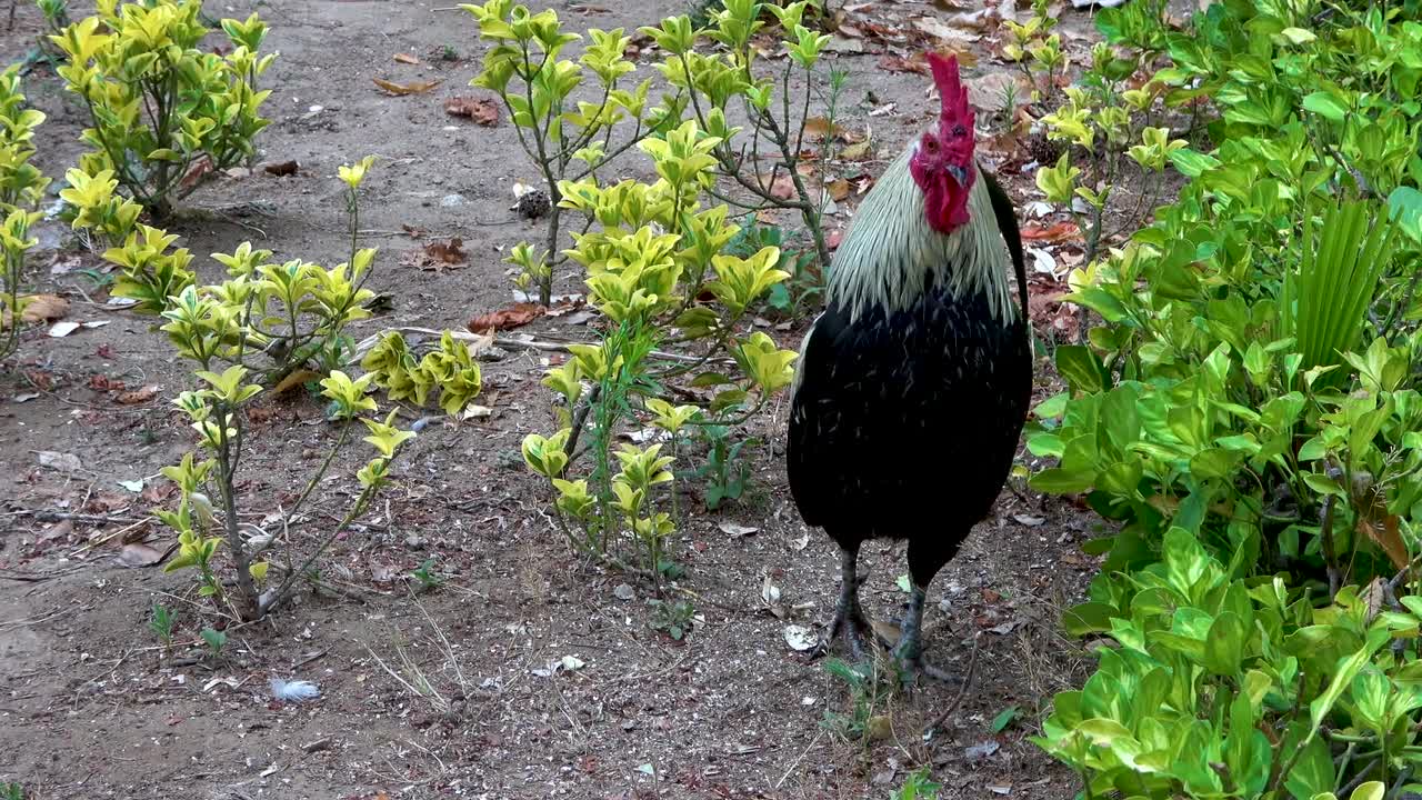 Amazing wildlife cock | 4k ultra hd video