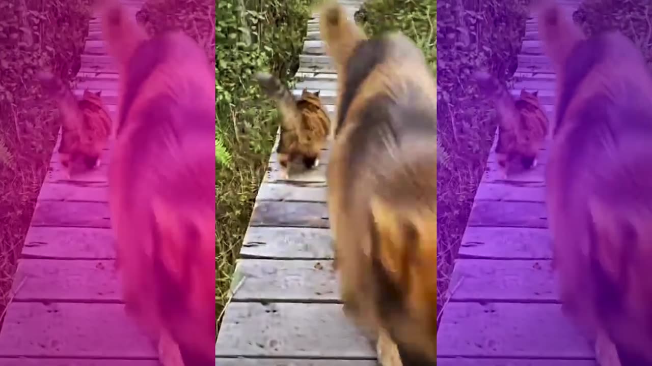 Funny Cat Video