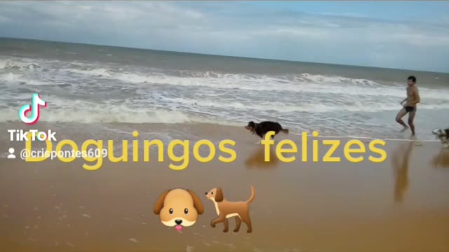 Dog Feliz