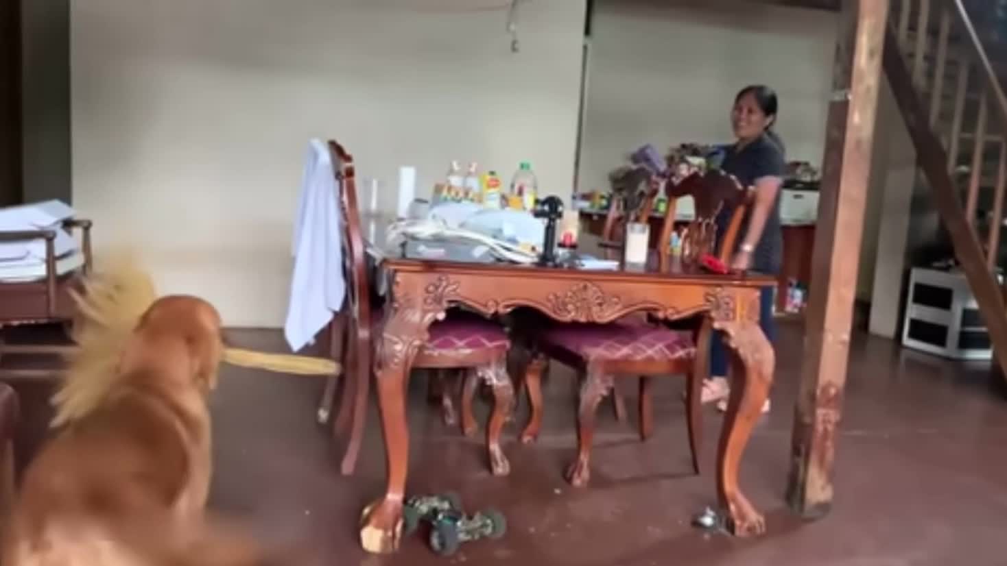 "I can do this all day" - The dog