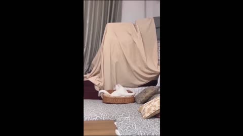 Purr-fectly Hilarious: The Best Funny Cat Videos of 2023