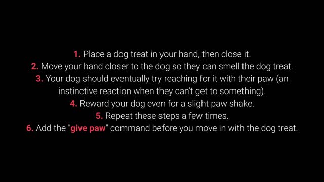 Basic Dog Training TOP10 Essential Commands Every Dog Should Know[Dog Traning]