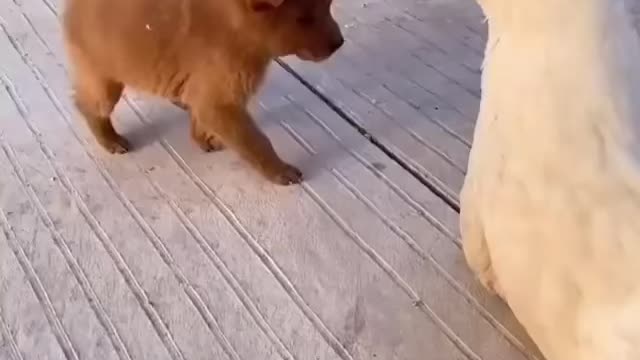 Dog makes friend with duck