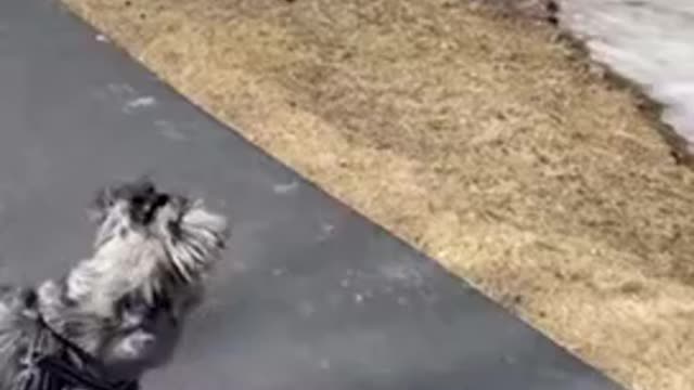 Dog and duck loving each other...