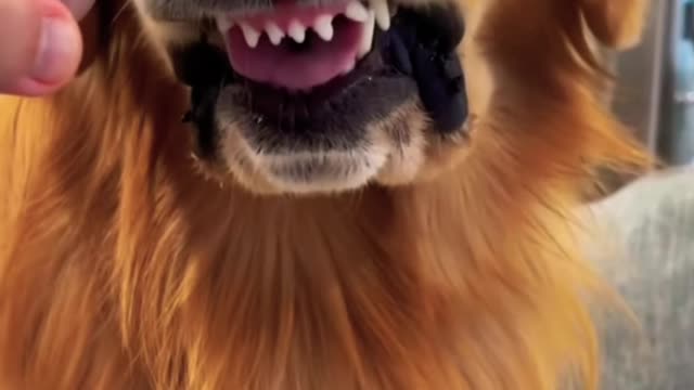 The golden retriever dental check!!!cute smart and brave ! lover ❤️🐾