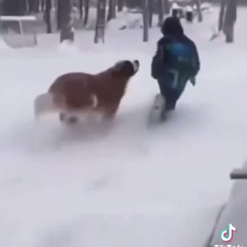 Dogs In The Snow