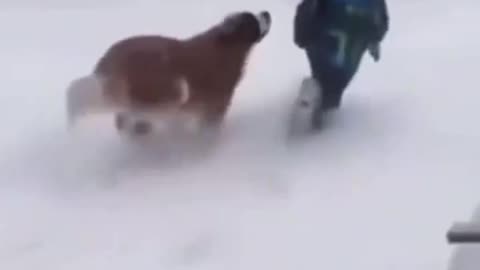 Dogs In The Snow