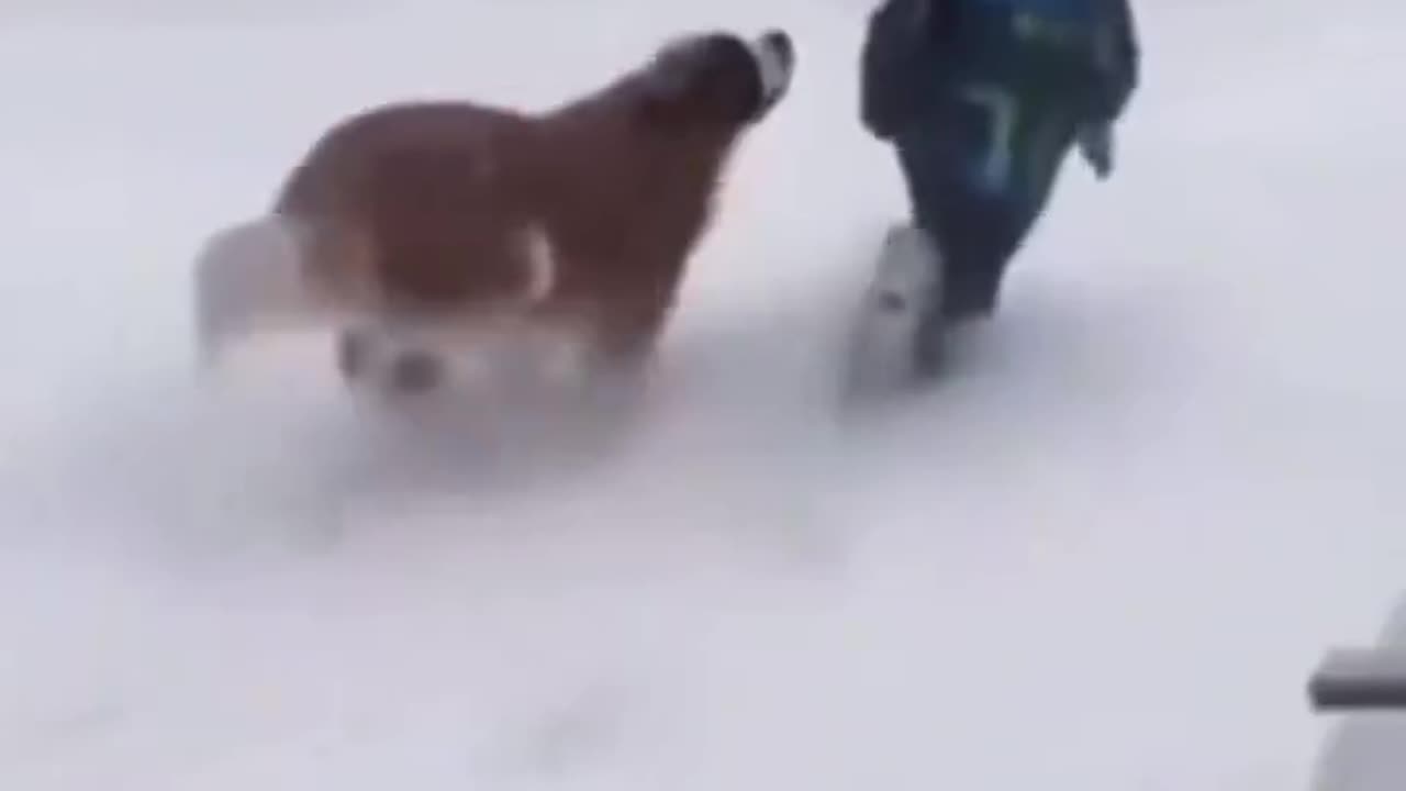 Dogs In The Snow