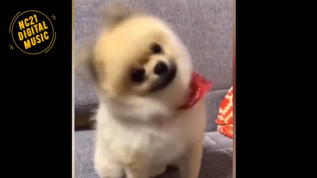 Funny Videos of Dogs, Cats and other Animals Playing 3