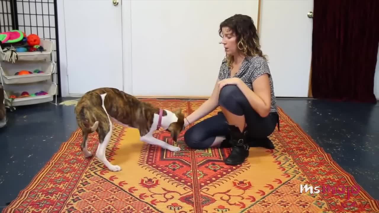 TOP 10 TRICKS HOW TO TRAIN YOUR DOG