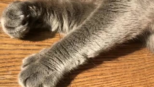 Fluffy grey cat aggressively licks and bites hand