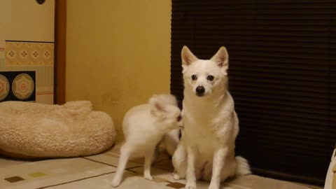 The naughty puppy keep disturb his mom