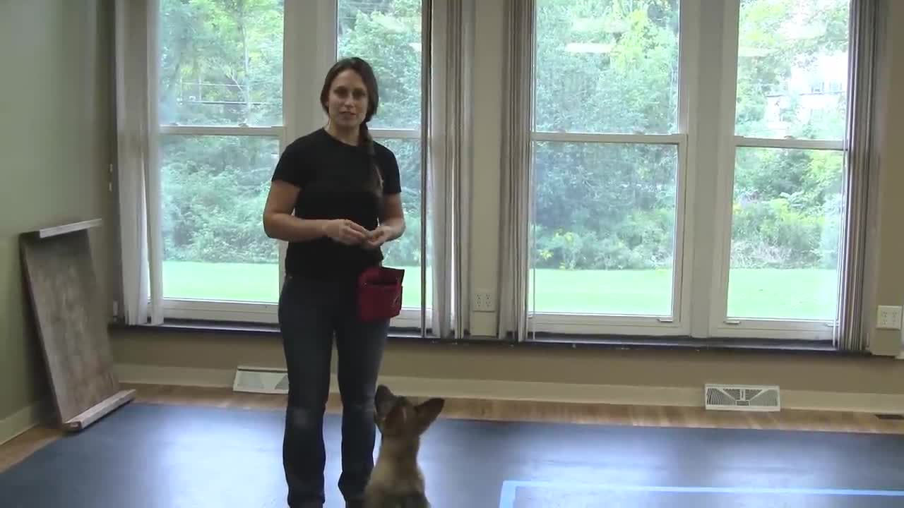 How to Train a Dog to Pay Attention And Much More