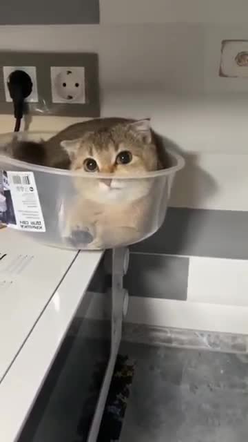 Baby Cats - Cute Funny Cats Videos Compilation