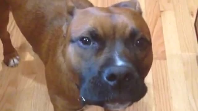 Singing dog belts out Happy Birthday with his owner