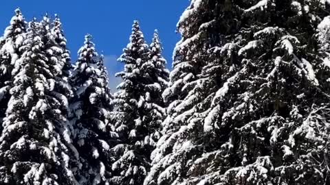 Beautiful Nature - Snow