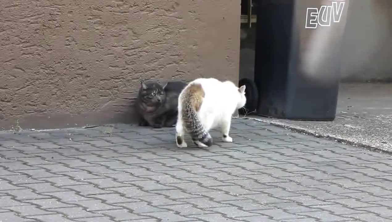 Mad Russian cats / cat fight