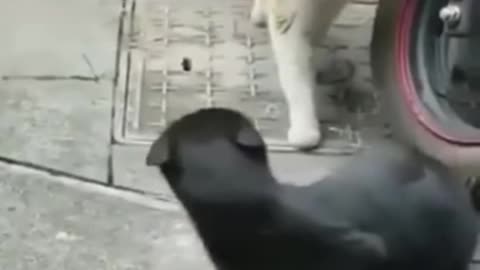 Funny Cat Videos Cat Reactions Funny Videos Comedy #Shorts
