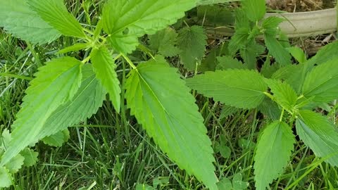 Natural cordage from stinging nettle