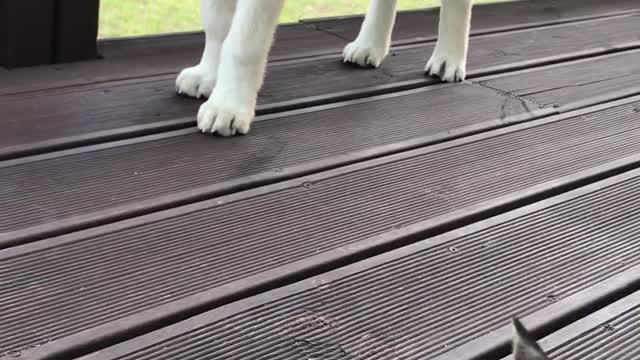 Cat's posture to treat dogs