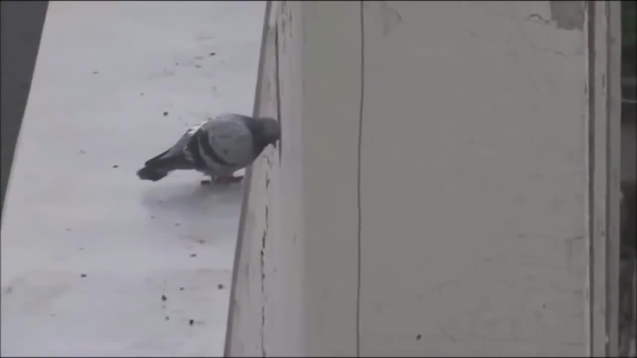 SAD SUICIDE PIGEON MEME