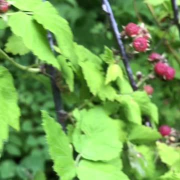 Happy Sunday Trail Walk