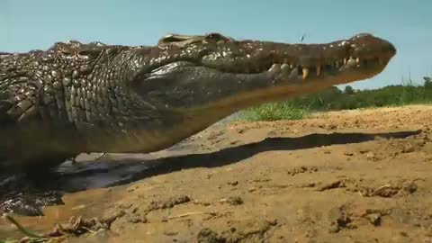 Sneaky croc camera captures incredible footage_Cut.mp4