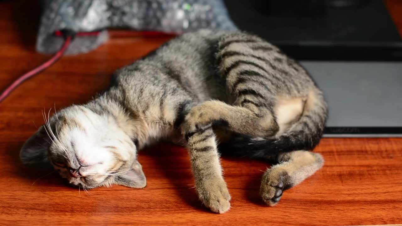 Cute cat sleeping