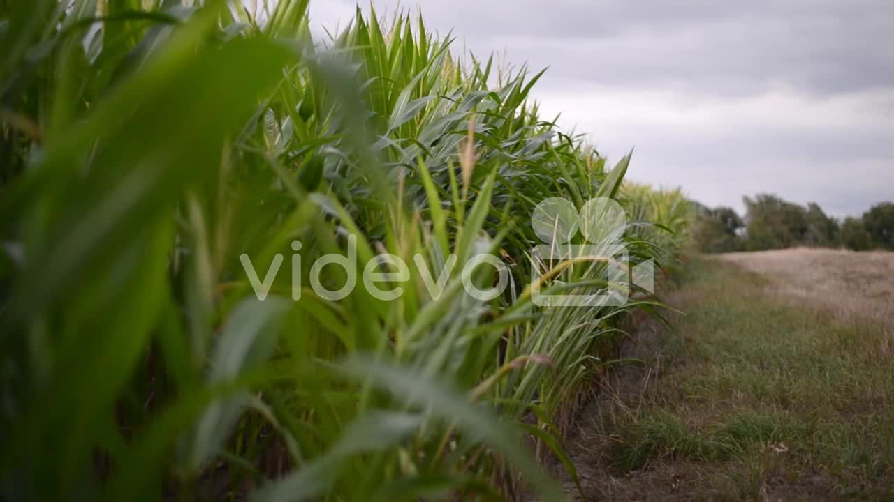 The edge of an enormous cornfield underneath heavy evening clouds