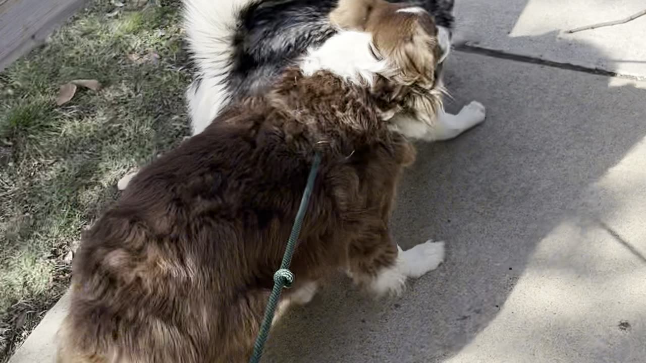 Aurora the Husky REALLY wants those ducks