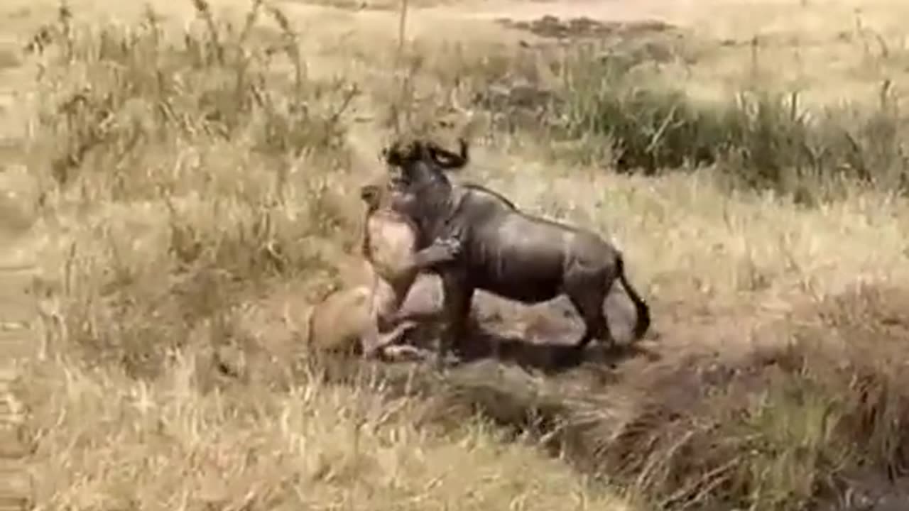 Wild creatures