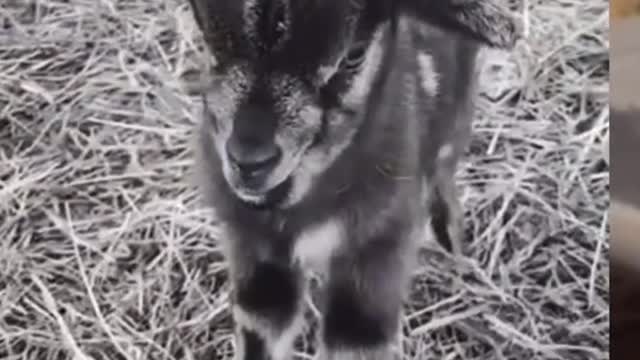 Cute Animals Compilation - Cute Animals #2