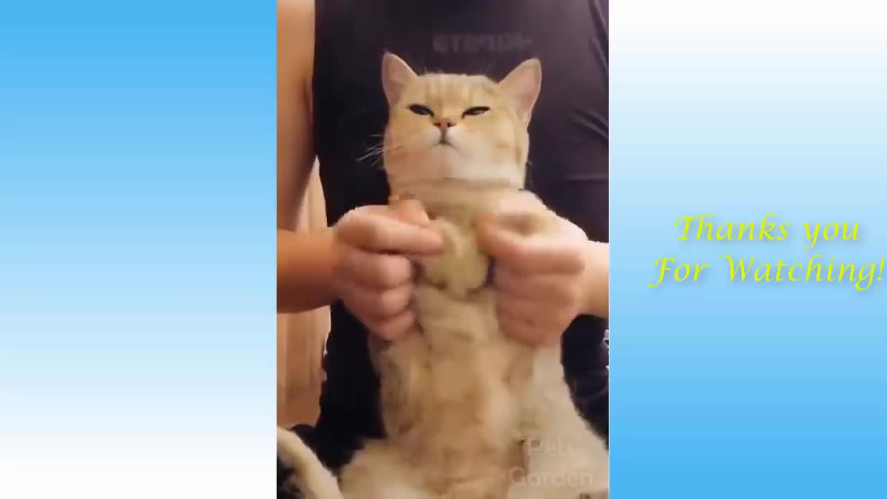Funniest Pets! Try to hold back your laughter!