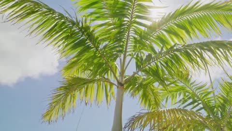 Midnight Express Rendezvous