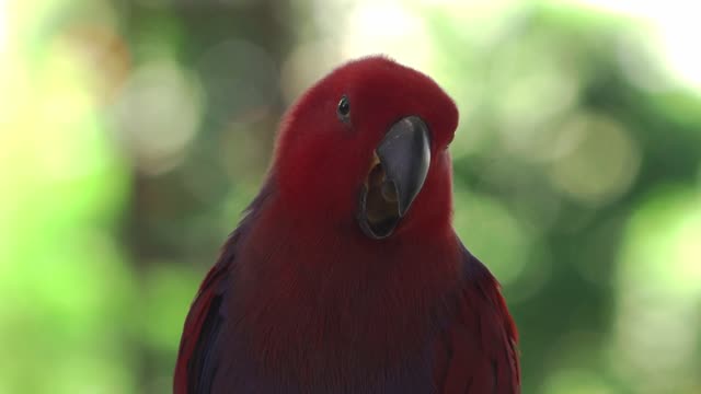 RED PARROT