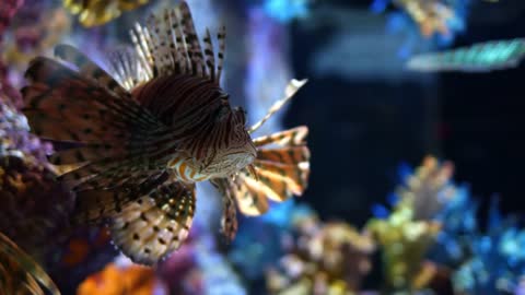 Animal Fishes In Pure Underwater