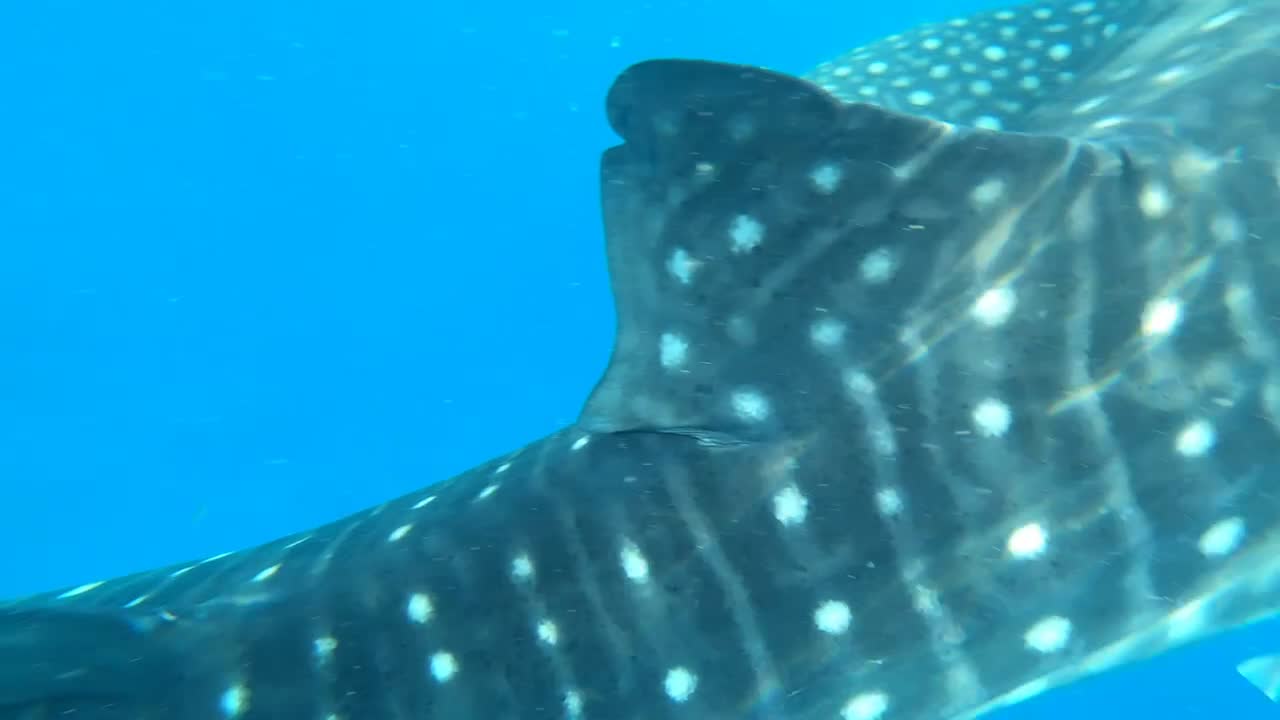 Huge shark encounter!