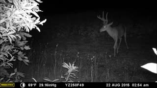 Big Buck with a wounded knee