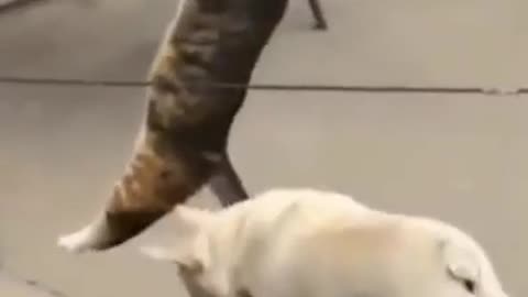 Cat and dog funny video steals fish _