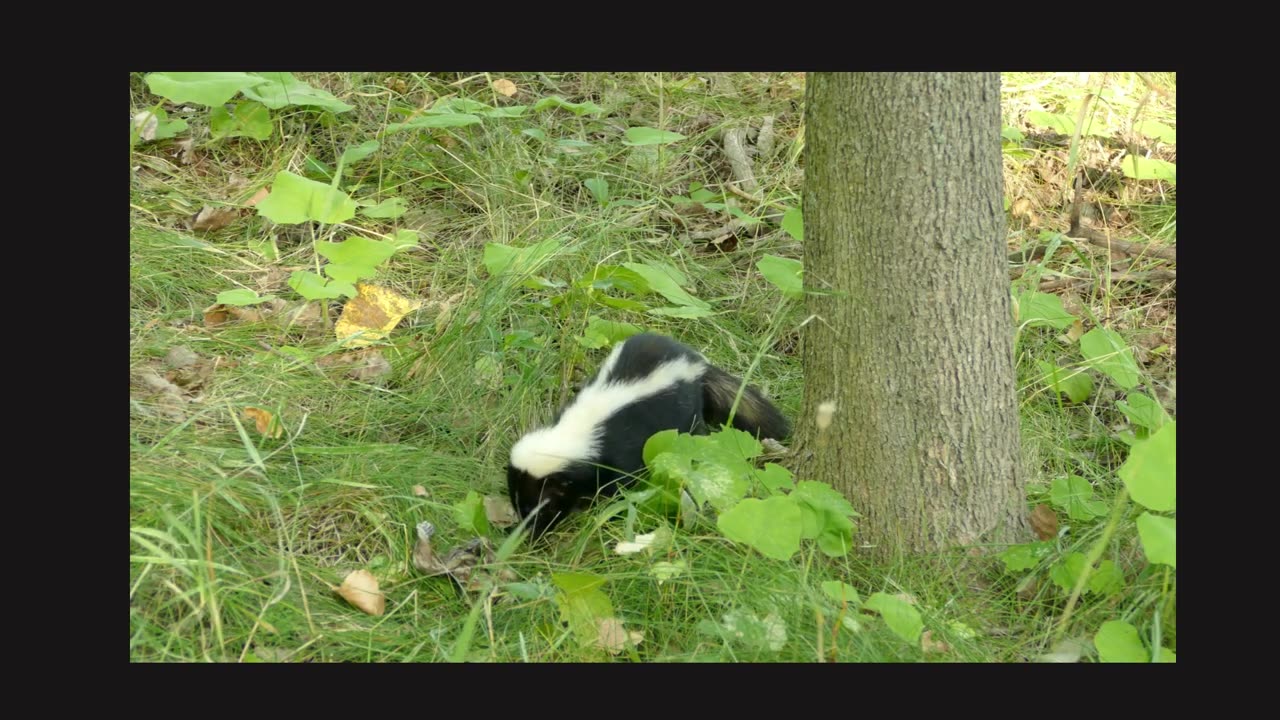 From Stinky Spray to Survival Skills: Understanding Skunks