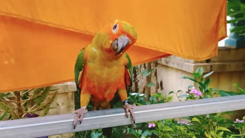 02 My parrot plays on his hand