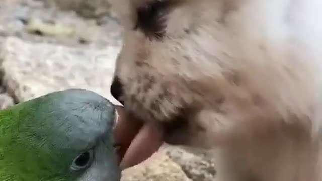 The love between a parakeet and a dog